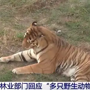 动物园20只东北虎死亡,阜阳林业部门通报涉事动物园情况