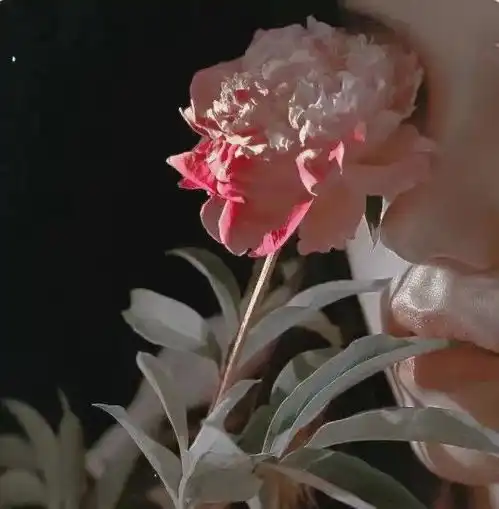 动画情头感觉自己终于不是女装大佬了
