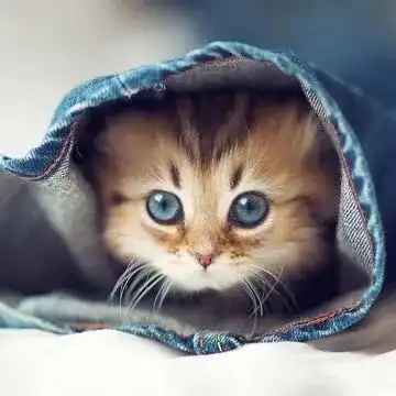 小奶猫和小奶狗喝奶大对比,一个感觉萌翻了,一个感觉身体被掏空