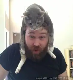 喵星人真骑到人类头上了外国人流行猫咪当帽子