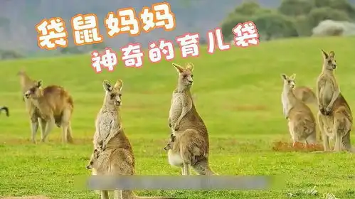 袋鼠妈妈神奇的育儿袋,高清摄像头,解密袋鼠宝宝整生长个过程