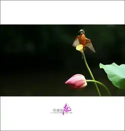 荷花可以这样拍