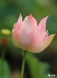 各种绝色莲花,香风淡淡祝你夏安