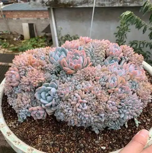大难当下,就别买多肉了,省下一点资金,保障生活最关键