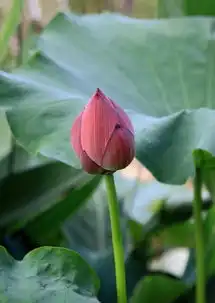 仲夏荷花