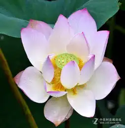 2015年洪湖公园漫拍荷花
