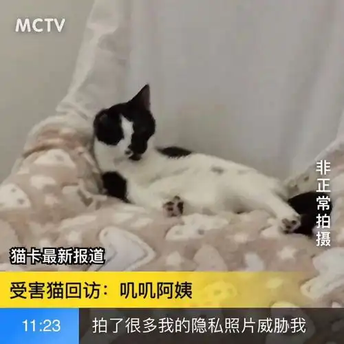 小奶牛没满月就被人虐残,超惨但超欢乐真正的强者用搞笑抗击苦难