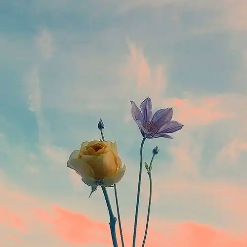 早晨发朋友圈很阳光的句子,让人一见倾心