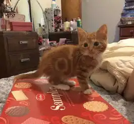 身为橘猫,却怎么也长不大这永远的小奶猫简直是橘界清流