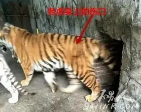 贵州野生动物园虐虎视频饲养员虐虎取乐致老虎受伤流血