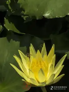 7月22号大暑拍的荷花