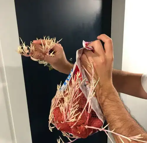 25张罕见的土豆图片,它们发芽后的变化让你大开眼界
