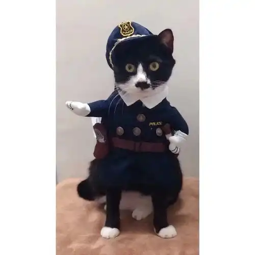 那些动画片里的猫,原型长啥样