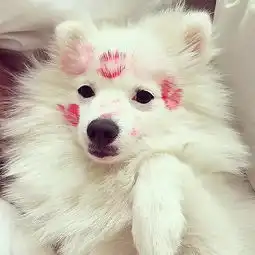 哇,这个美女跟狗狗舌吻啦,大家快来围观