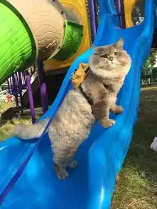 泰国网红猫拥有数万粉丝,每次出门都被围观合影