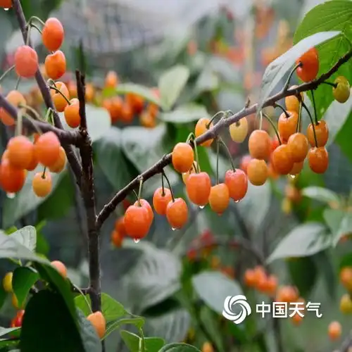 品尝春天的味道浙江金华樱桃晶莹剔透引客来