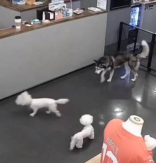 宠物店哈士奇突然失控,小比熊惨遭撕咬致死
