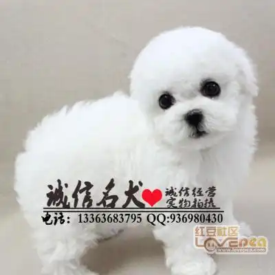 比熊幼犬好养吗