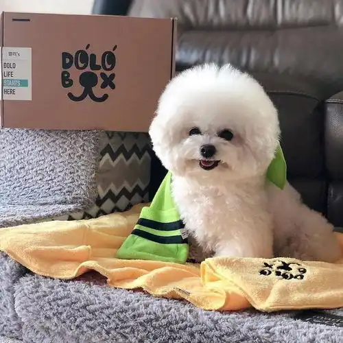 还在纠结养什么狗快选比熊,网友养了就不想换