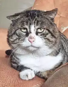 小确丧猫火了猫生绝望的日常会是你下一个头像吗