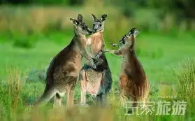 大洋洲热门景点推荐大洋洲热门旅游景点介绍大洋洲热门旅游目的地