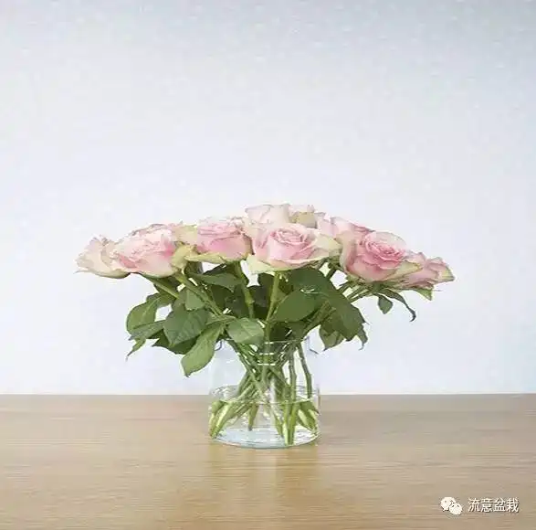 七夕后,收到的玫瑰怎样保存更长久