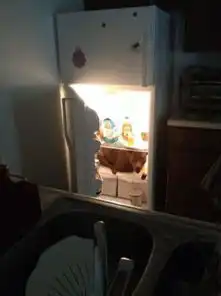 委屈猫走红网络盘点动物界的搞笑能手