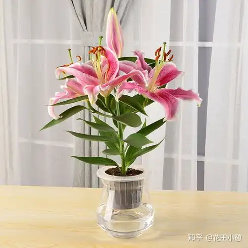 不适合卧室养的6种植物