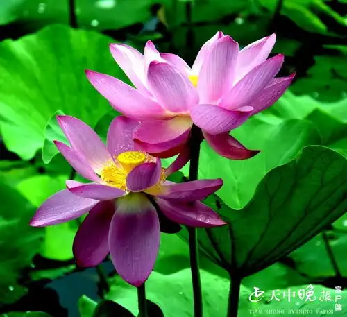 雨后初晴,置地公园荷花盛开美极了