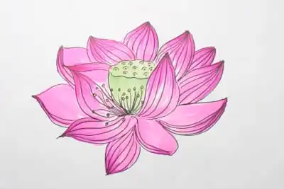植物简笔画