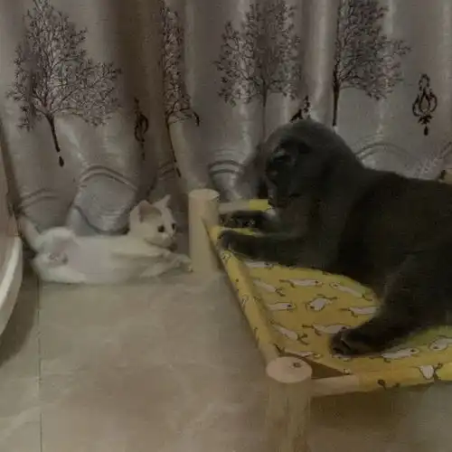 上海领养,可爱小奶猫,会吃猫粮,超级粘人,超级活泼