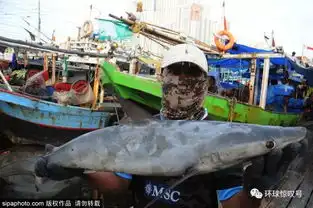 恐怖血腥的鱼翅贸易印尼渔民为高收益非法捕杀鲨鱼