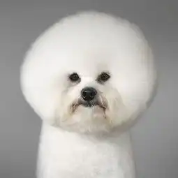 比熊幼犬期喂养的注意事项如何养好小比熊