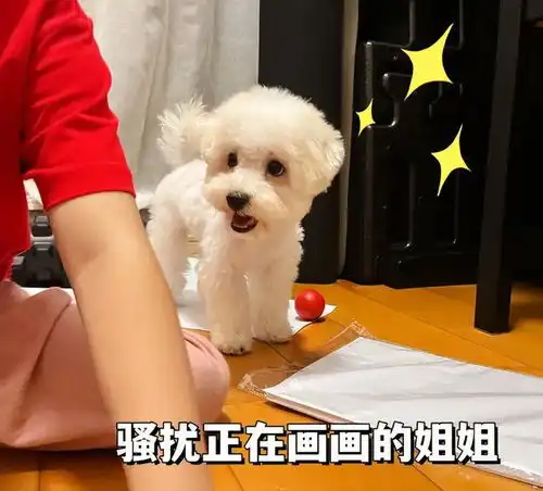 比熊向主人道歉的9种方式,宠主看了就原谅它吧