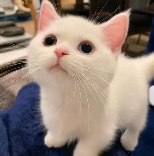 宠物白色小奶猫,靠逆天颜值火了上帝所赐,此物只因天上有