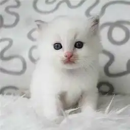 小奶猫成年猫叫声大不同,铲屎官听好了猫咪