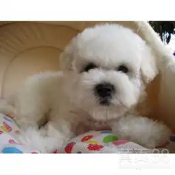 北京纯种比熊幼犬棉花糖比熊多少钱-黄页88网