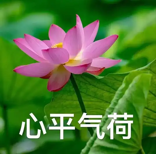 想开了,甚荷我意