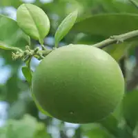 绿色头像图片,好看绿色未成熟的柚子图片