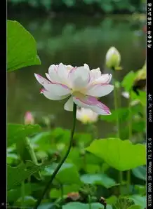 嘉定陈家山公园闻香会所出名的是荷花