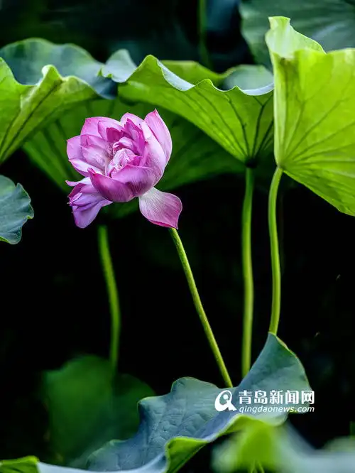 高清实拍李村河荷花美景绿叶红花相映红