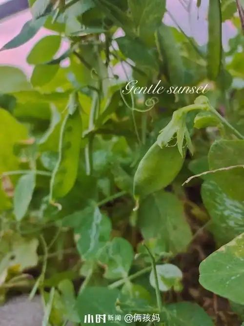 吃货圈互动春意冒头,自家的小菜园已经绿意盎然,想吃啥自己摘