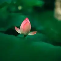 微信荷花头像图片大全微信头像图片大全