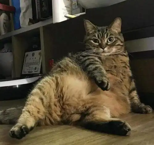 一年前捡到的小奶猫,转眼就画风突变,朋友你养猫真的太屈才