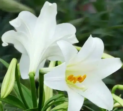 5大鲜花的营养功效,教你用花养生