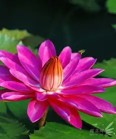 娇艳欲滴揭秘常见花卉的拍摄技巧一
