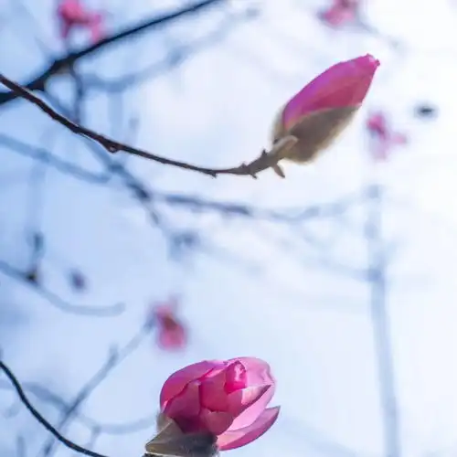 盛花期已至,辛夷花节正式开幕,拍抖音赢华为平板千元大奖