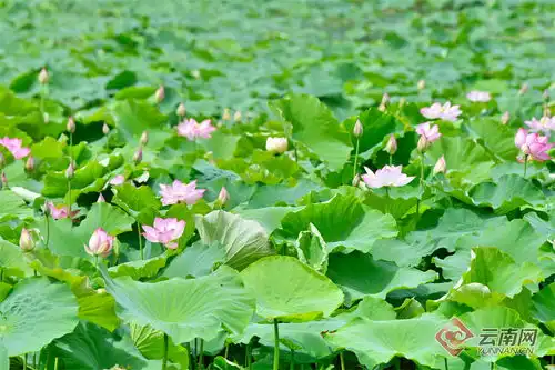 保山昌宁夏至已至荷盛开