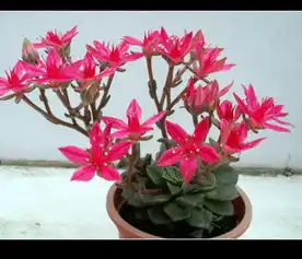 美丽莲的花景天科风车草属