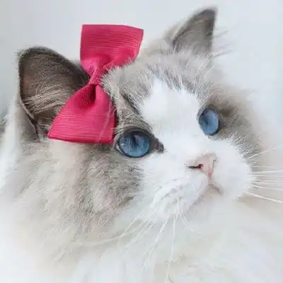 猫咪头像萌图片高清可爱猫咪头像大全